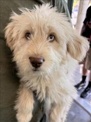 Shelter Stray Unknown Dog last seen , West Valley Animal Shelter, 20655 Plummer St, Chatsworth, CA 91311, USA