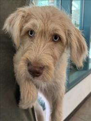 Shelter Stray Unknown Dog last seen , West Valley Animal Shelter, 20655 Plummer St, Chatsworth, CA 91311, USA