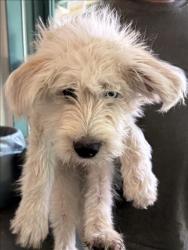 Shelter Stray Unknown Dog last seen , West Valley Animal Shelter, 20655 Plummer St, Chatsworth, CA 91311, USA