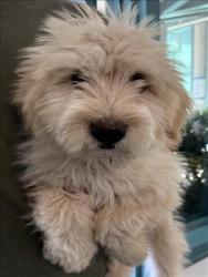 Shelter Stray Unknown Dog last seen , West Valley Animal Shelter, 20655 Plummer St, Chatsworth, CA 91311, USA