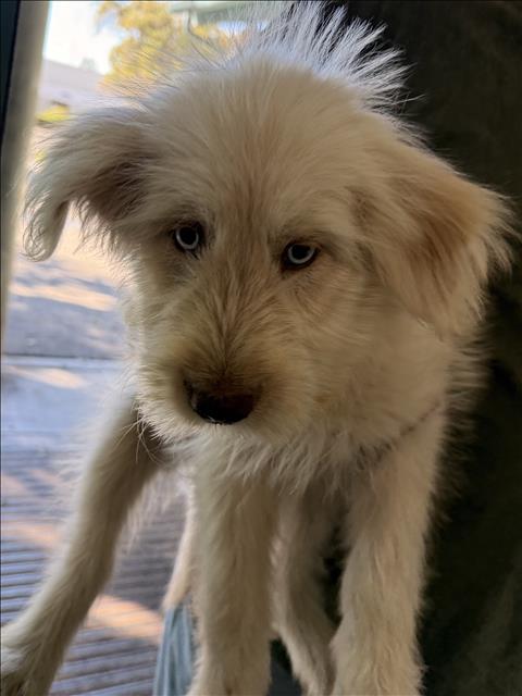 Shelter Stray Unknown Dog last seen , West Valley Animal Shelter, 20655 Plummer St, Chatsworth, CA 91311, USA