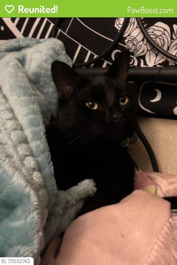 Reunited Male Cat last seen Near Hunters Chase Drive, Austin, TX 78729