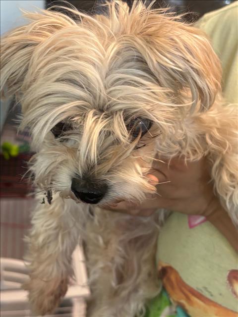 Shelter Stray Female Dog last seen , West Valley Animal Shelter, 20655 Plummer St, Chatsworth, CA 91311, USA