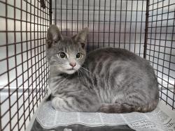 Shelter Stray Male Cat last seen , 957 N Gaffey St, San Pedro, CA 90731, USA