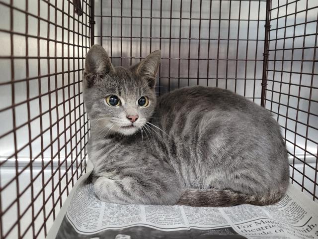 Shelter Stray Male Cat last seen , 957 N Gaffey St, San Pedro, CA 90731, USA