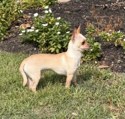 Reunited Female Dog last seen Wood Drake PL and Hinterwood Way, Tomball, TX 77375
