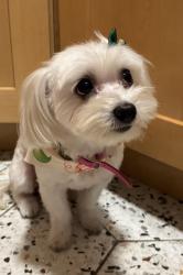 Reunited Female Dog last seen Globe st and Lyon Ave Bronx NY, The Bronx, NY 10461