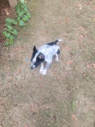 Found/Stray Male Dog last seen Near Black Crk Dr, Lillington, NC 27546