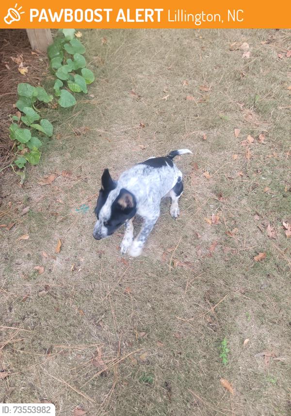 Found/Stray Male Dog last seen Near Black Crk Dr, Lillington, NC 27546
