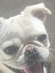Reunited Female Dog last seen Tacos Sinaloa, Santa Ana, CA 92705