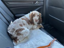 Lost Female Dog last seen Diley Road, Pickerington, OH 43147