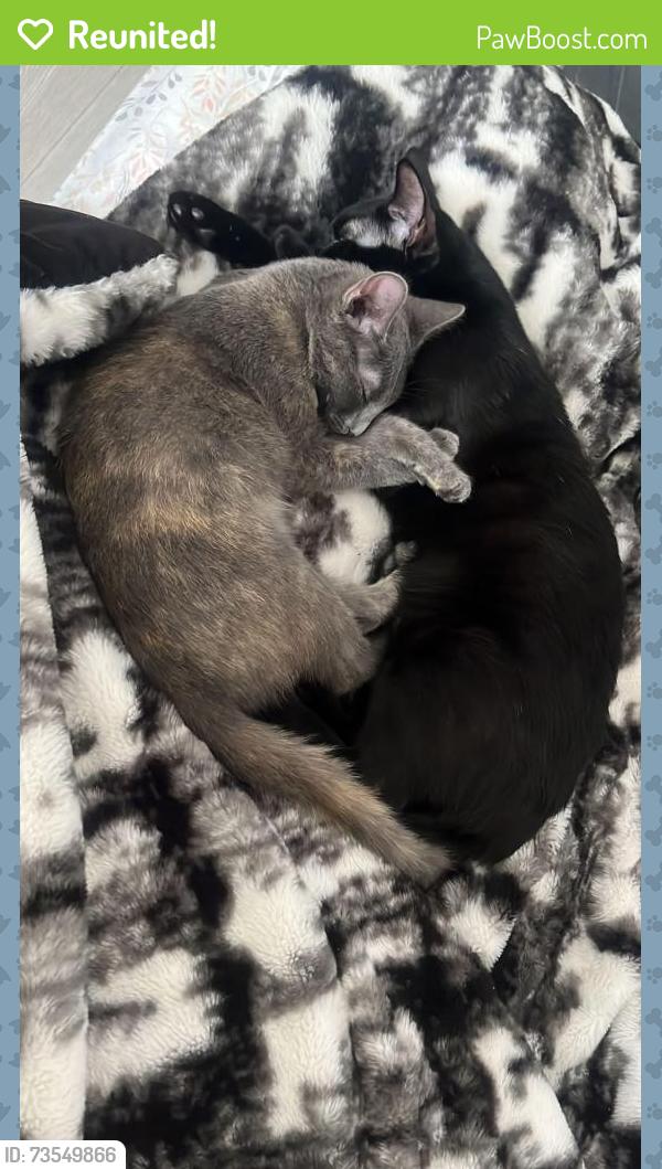 Reunited Female Cat last seen Near Plunkett St, Hollywood, FL 33020, EE. UU., Hollywood, FL 33020