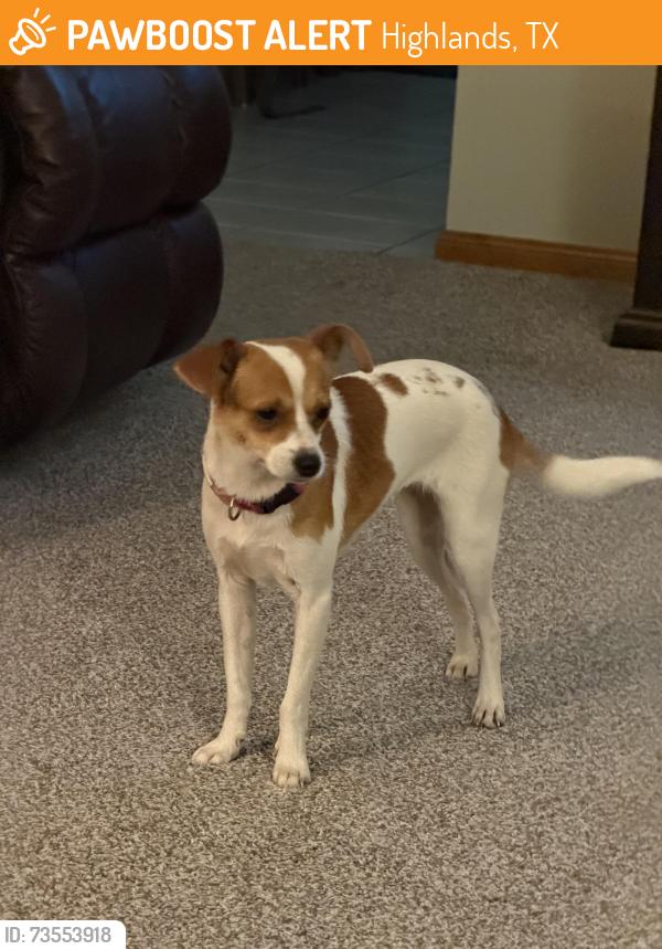 Found/Stray Female Dog last seen Thompson and E. Wallisville Rd highlao, Highlands, TX 77562