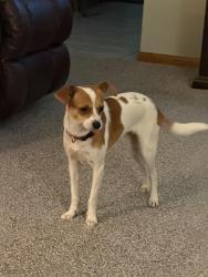 Found/Stray Female Dog last seen Thompson and E. Wallisville Rd highlao, Highlands, TX 77562