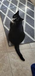 Reunited Female Cat last seen Hesperia, Hesperia, CA 92344