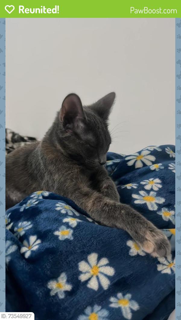 Reunited Female Cat last seen Near Plunkett St, Hollywood, FL 33020, USA, Hollywood, FL 33020