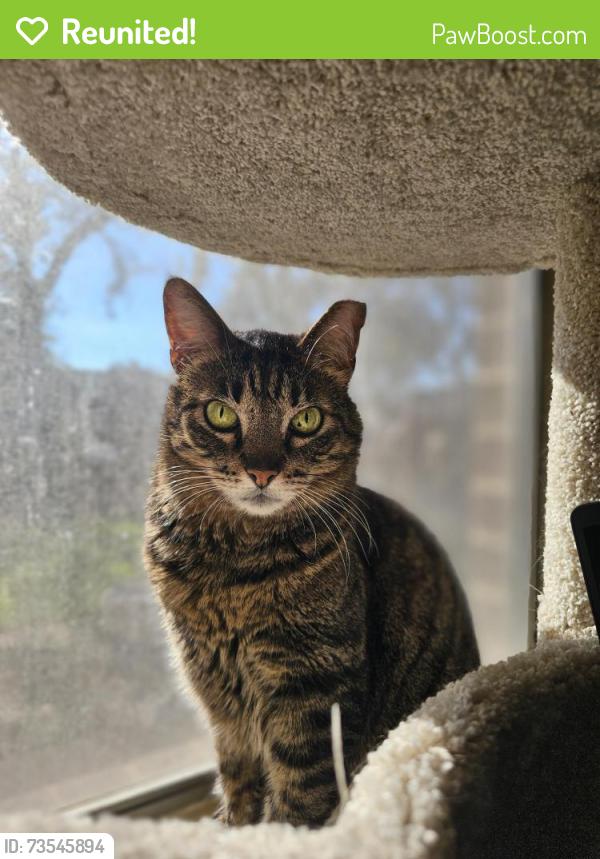 Reunited Male Cat last seen Maple Run, North of Davis Lane, West of Brodie Lane, Austin, TX 78749