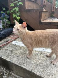 Lost Male Cat last seen Carol lane, falls church high school, Falls Church, VA 22042