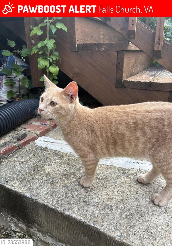 Lost Male Cat last seen Carol lane, falls church high school, Falls Church, VA 22042