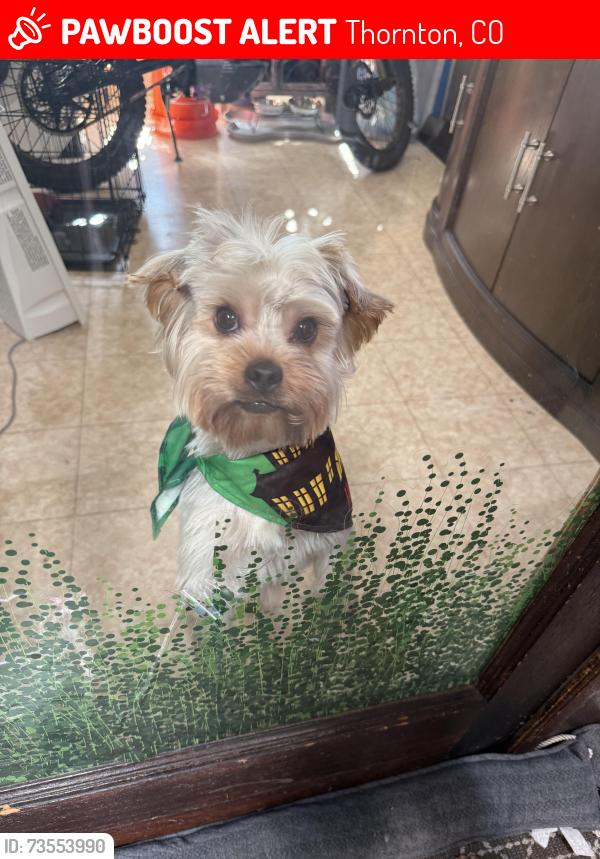 Lost Male Dog last seen East 96th place and Thornton pky, Thornton, CO 80221