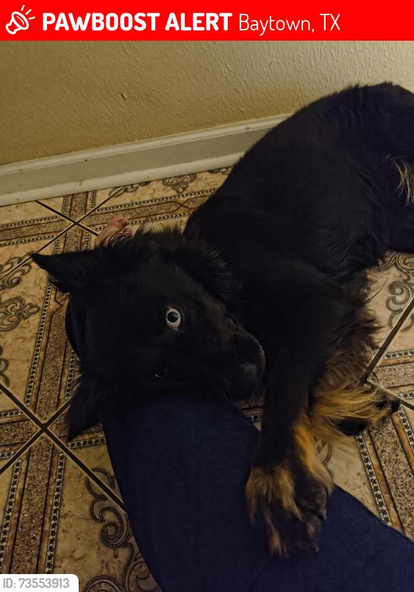 Lost Female Dog last seen Near Foodtown and quail hollow community entrance, Baytown, TX 77521