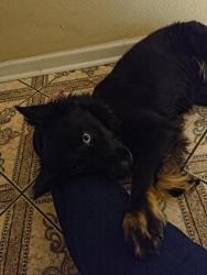 Lost Female Dog last seen Near Foodtown and quail hollow community entrance, Baytown, TX 77521
