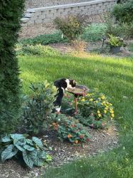 Found/Stray Unknown Cat last seen Providence Lane, Brookfield, WI 53005