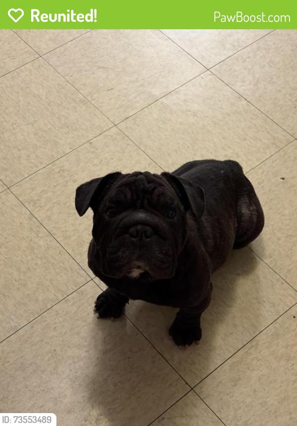 Reunited Male Dog last seen Grand Terrace High School, Grand Terrace, CA 92313