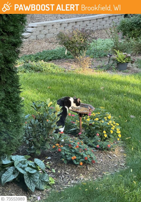 Found/Stray Unknown Cat last seen Providence Lane, Brookfield, WI 53005