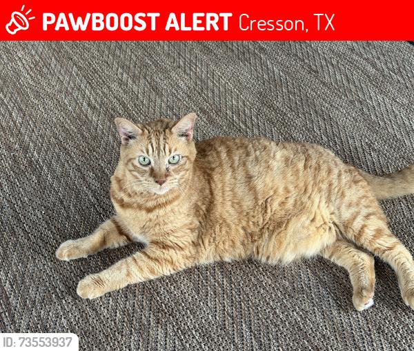 Lost Male Cat last seen Skyline Drive, 377, Cresson, TX 76035