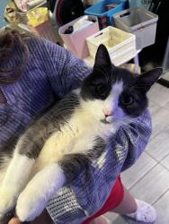 Lost Male Cat last seen Near N Route 73 Berlin NJ, Berlin, NJ 08009