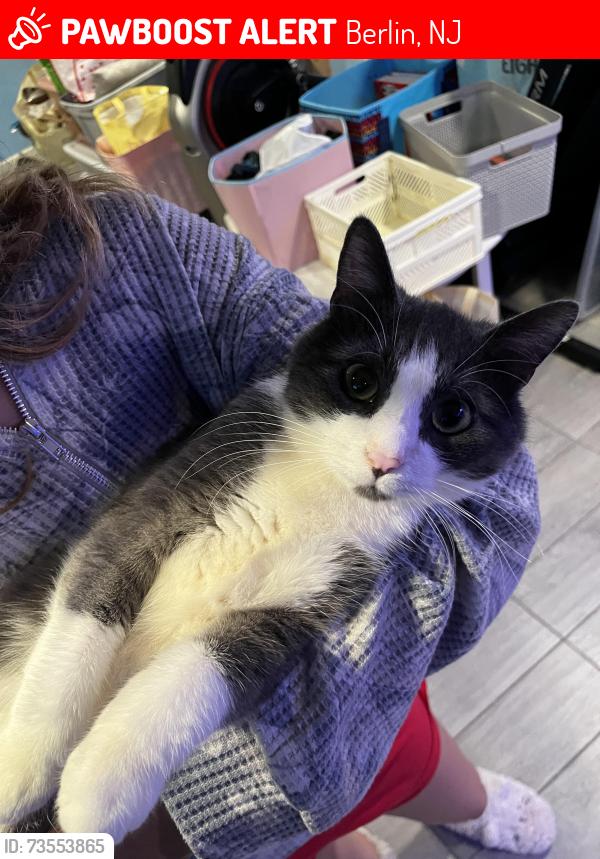 Lost Male Cat last seen Near N Route 73 Berlin NJ, Berlin, NJ 08009