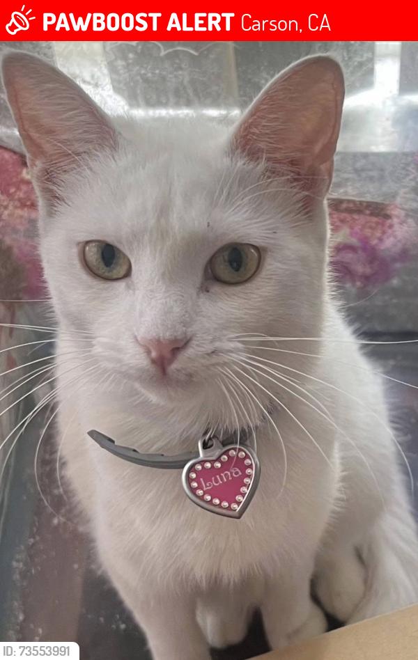 Lost Female Cat last seen north side of scottsdale townhouse in carson, Carson, CA 90745