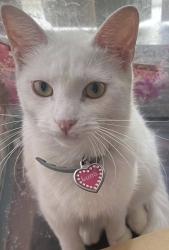 Lost Female Cat last seen north side of scottsdale townhouse in carson, Carson, CA 90745