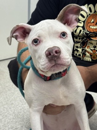 Shelter Stray Female Dog last seen E Fayette St & N Conkling St, 21224, MD, 2490 Giles Rd, Baltimore, MD 21225, USA