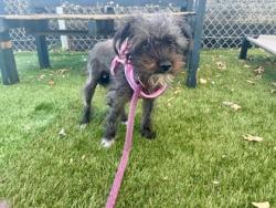 Shelter Stray Female Dog last seen Near Carver Rd., 21225, MD, 2490 Giles Rd, Baltimore, MD 21225, USA