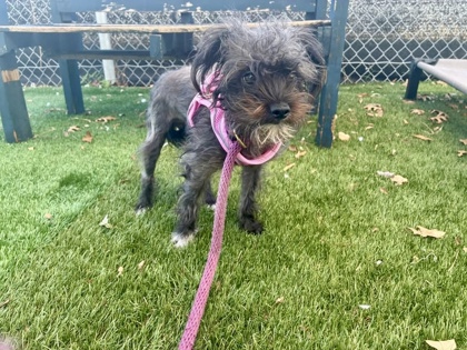 Shelter Stray Female Dog last seen Near Carver Rd., 21225, MD, 2490 Giles Rd, Baltimore, MD 21225, USA