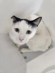 Shelter Stray Male Cat last seen Near Grayson st, 21216, MD, 2490 Giles Rd, Baltimore, MD 21225, USA