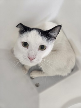 Shelter Stray Male Cat last seen Near Grayson st, 21216, MD, 2490 Giles Rd, Baltimore, MD 21225, USA