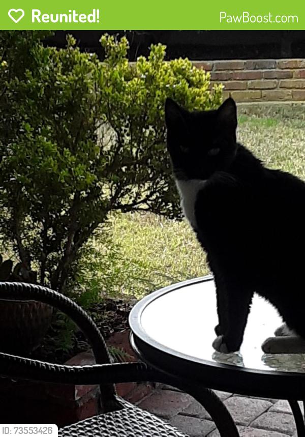 Reunited Female Cat last seen Vermont and Clarion Dr., West Carson, CA 90502