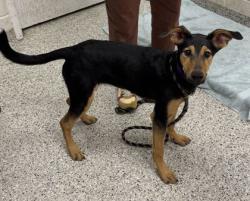 Shelter Stray Female Dog last seen E Gregory and Lakeside Dr, KCMO, 64132, 64132, MO, 7077 Elmwood Ave, Kansas City, MO 64132, USA