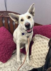 Shelter Stray Female Dog last seen around 50th and San Leandro, Oakland, CA, 1101 29th Ave, Oakland, CA 94601, USA