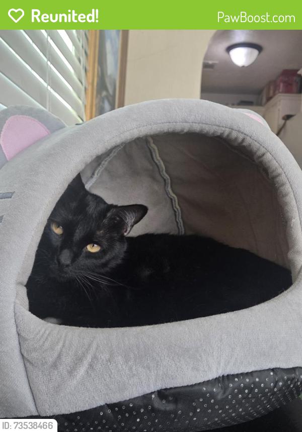 Reunited Male Cat last seen Peters and Johnson, Norman, OK 73071