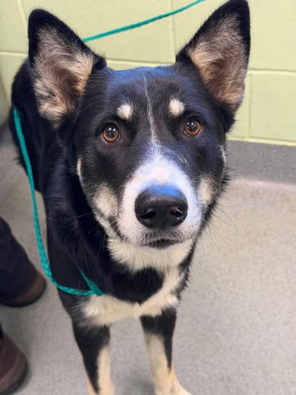 Shelter Stray Male Dog last seen Near jaycee dr, Longview, City of, TX, 303 H G Mosley Pkwy, Longview, TX 75604, USA