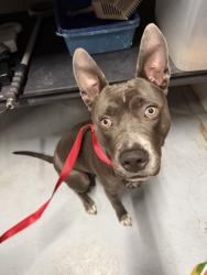 Shelter Stray Female Dog last seen RANCH TRLS/N FRONTIER LN, City of Cedar Park, TX, 1855 SE Inner Loop, Georgetown, TX 78626, USA