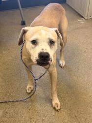 Shelter Stray Female Dog last seen Berea & Triskett, 1st District, OH, 9203 Detroit Ave, Cleveland, OH 44102, USA