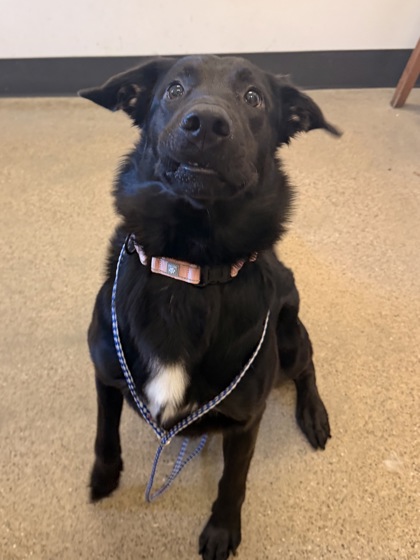 Shelter Stray Male Dog last seen Near W 95, 1st District, OH, 9203 Detroit Ave, Cleveland, OH 44102, USA