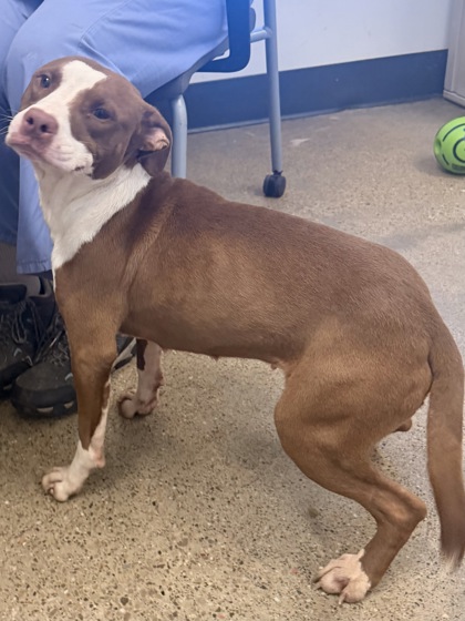 Shelter Stray Female Dog last seen Near E 128, 4th District, OH, 9203 Detroit Ave, Cleveland, OH 44102, USA