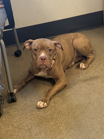Shelter Stray Female Dog last seen Near Bryant, 5th District, OH, 9203 Detroit Ave, Cleveland, OH 44102, USA