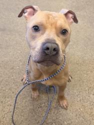 Shelter Stray Male Dog last seen Near Richmond, 4th District, OH, 9203 Detroit Ave, Cleveland, OH 44102, USA